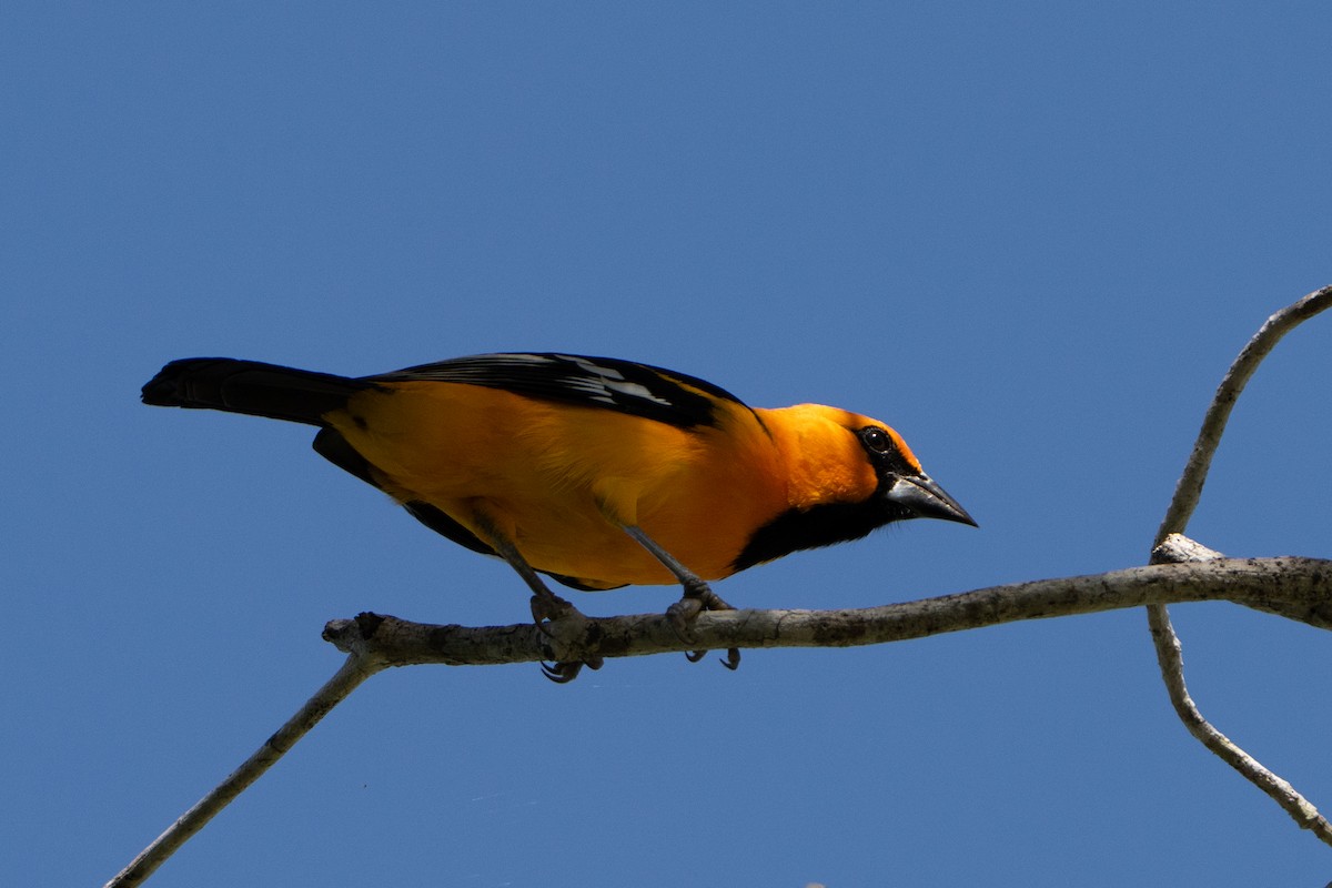 Altamira Oriole - ML643472477