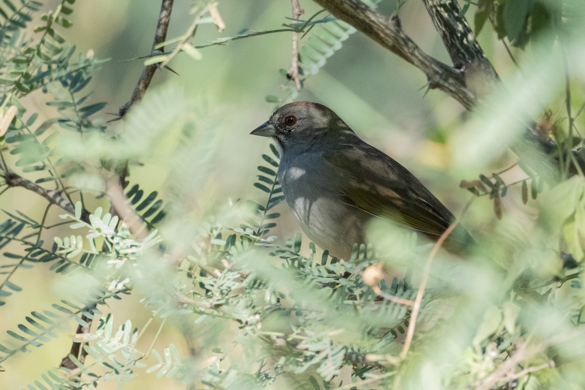 Green-tailed Towhee - ML643472501