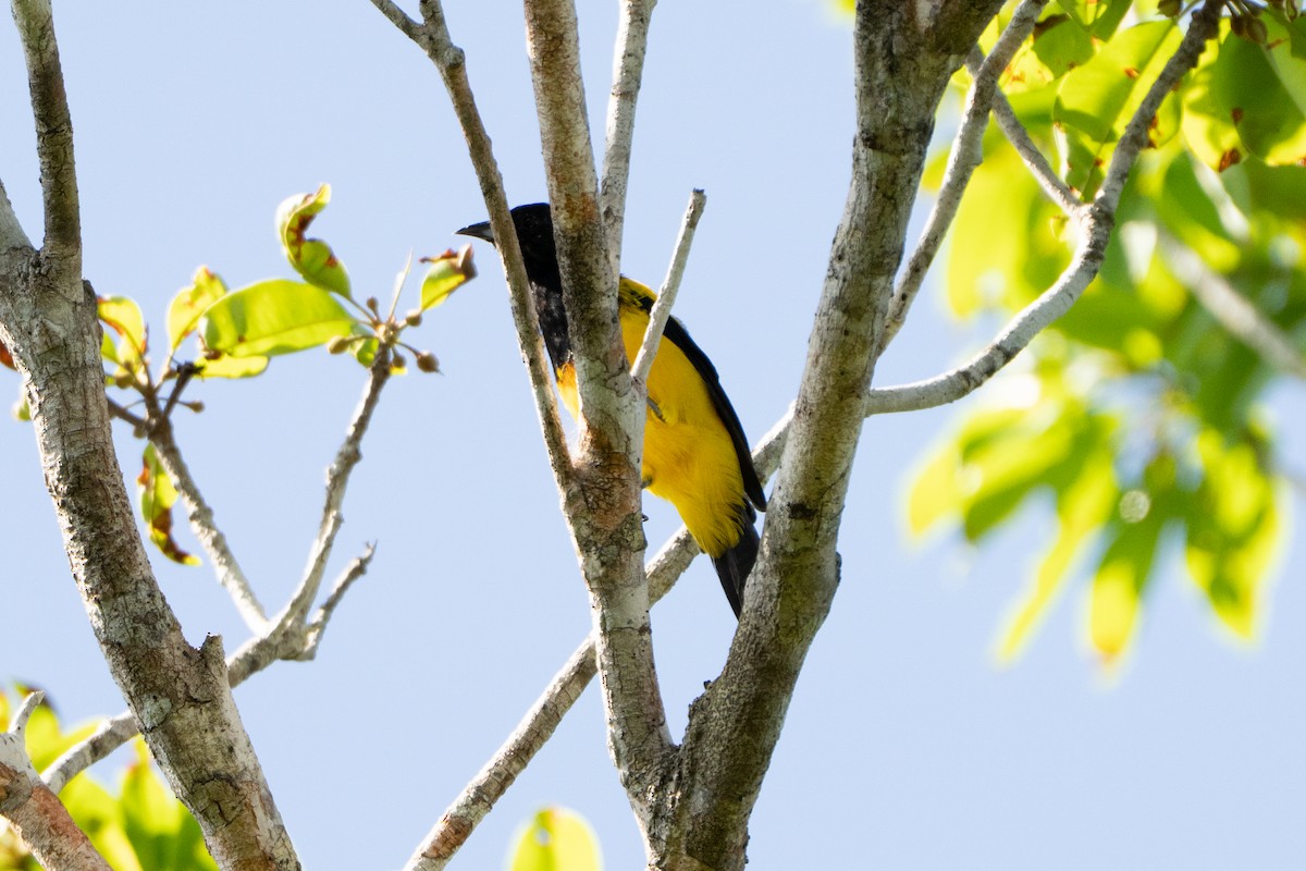 Black-cowled Oriole - ML643472532