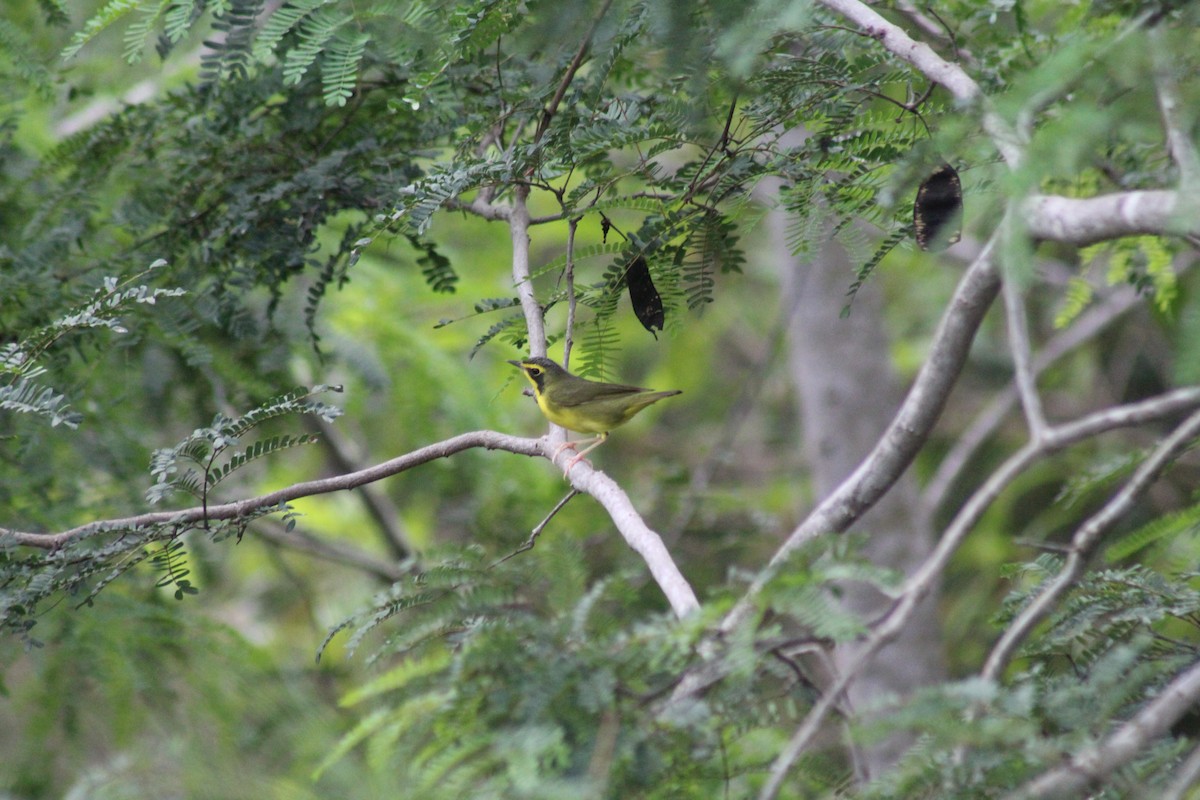 Kentucky Warbler - ML643472534