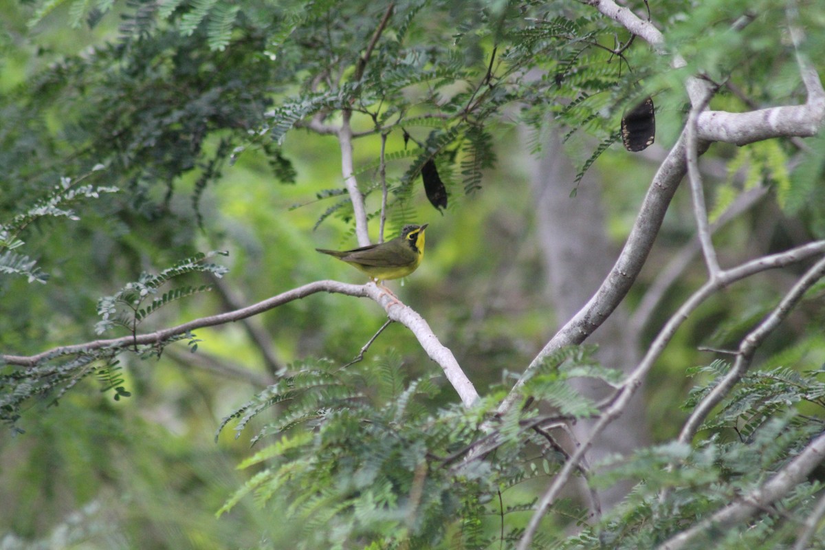 Kentucky Warbler - ML643472535