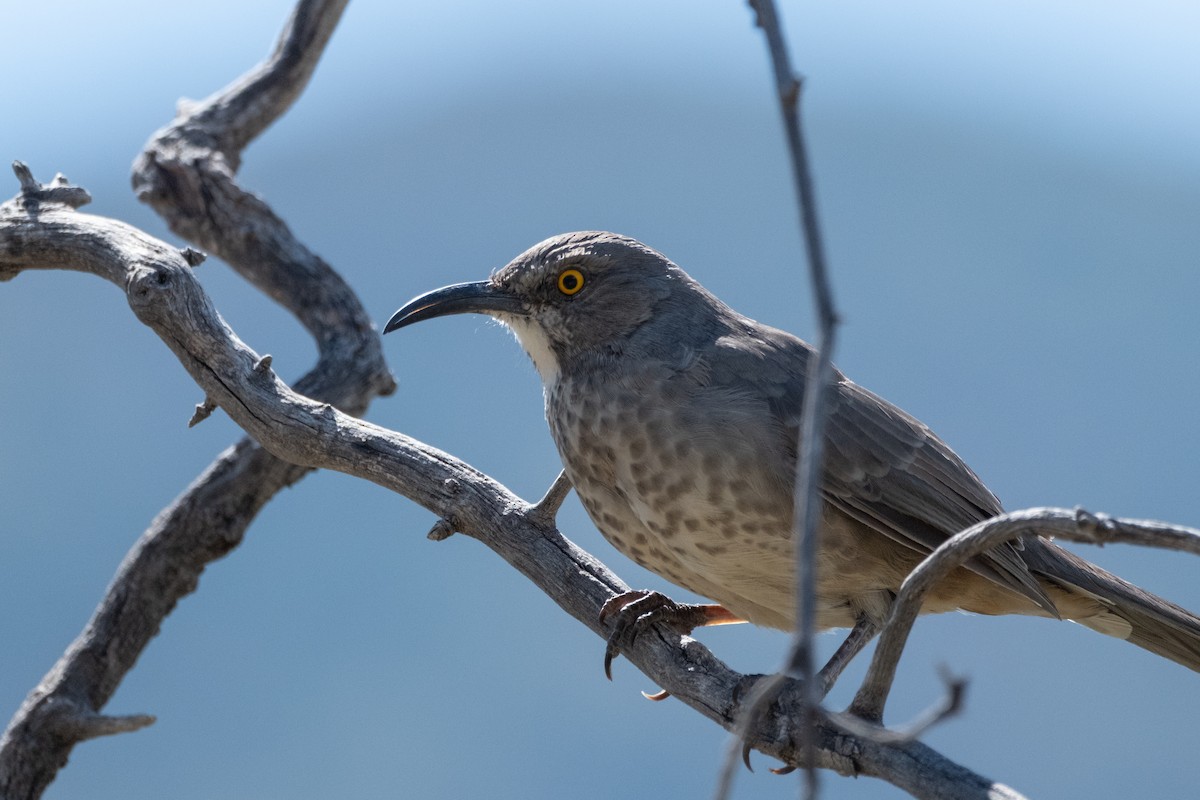 Curve-billed Thrasher - ML643472537