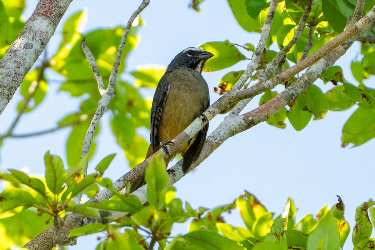 Cinnamon-bellied Saltator - ML643472538