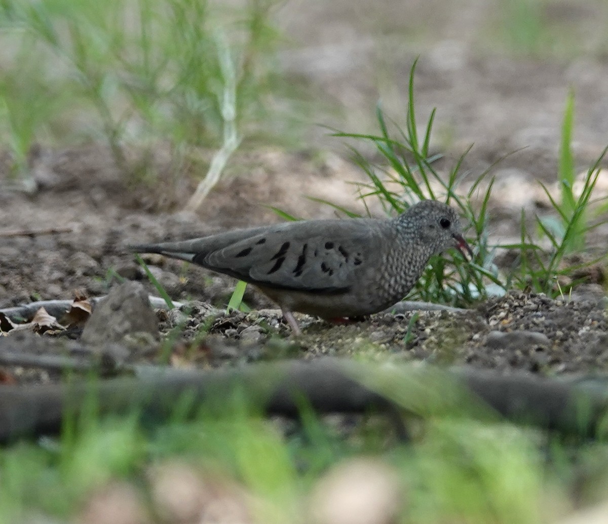 Common Ground Dove - ML643472540