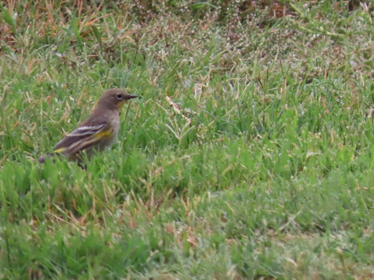 Yellow-rumped Warbler - ML643472541