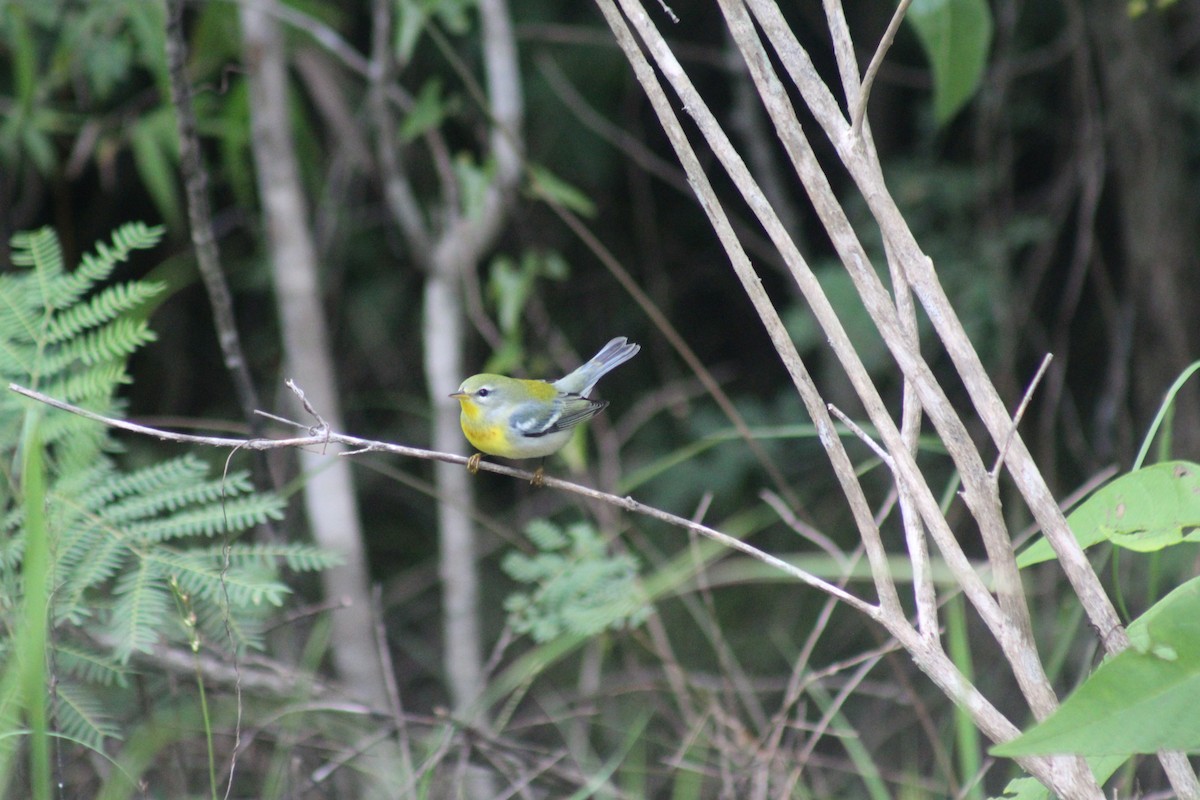 Northern Parula - ML643472549