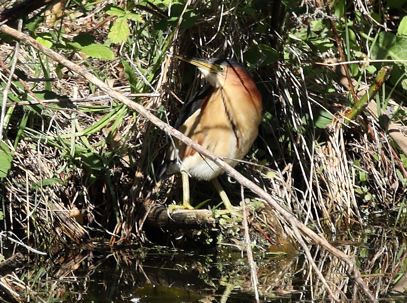 Black-backed Bittern - ML643472550