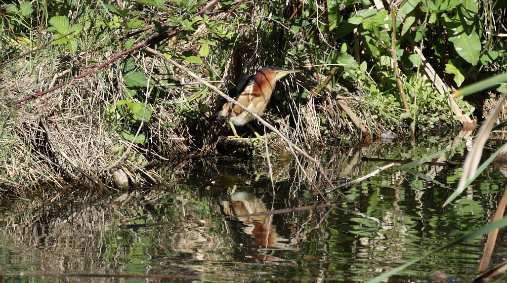 Black-backed Bittern - ML643472551