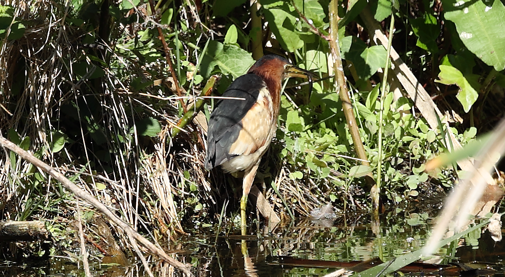 Black-backed Bittern - ML643472553