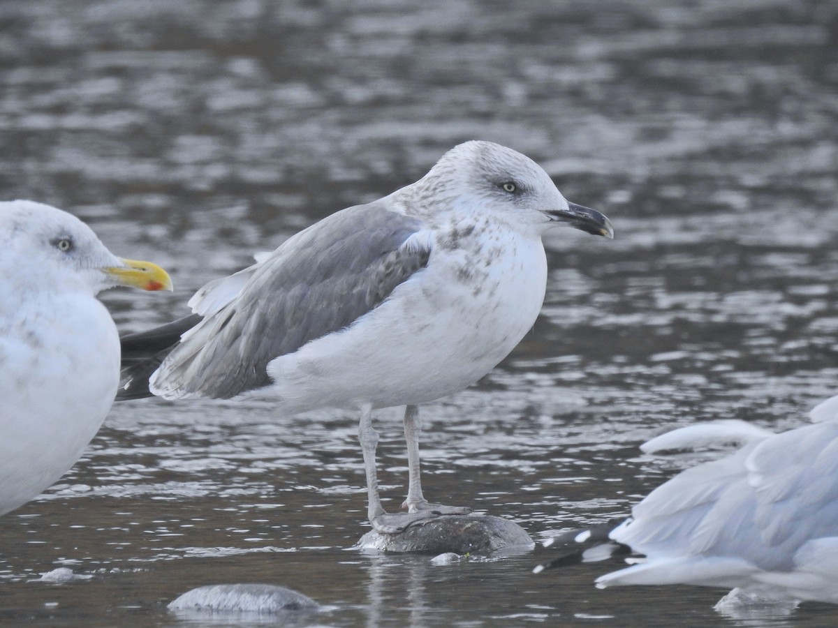 Kaio iluna - ML643472554