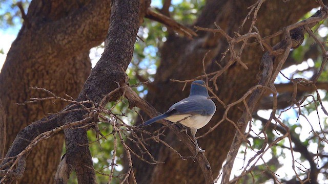 Mexican Jay - ML643472561
