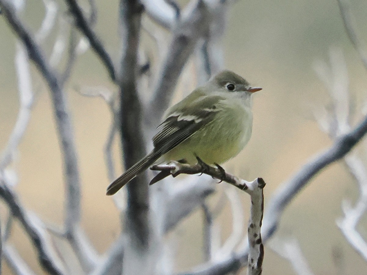 Hammond's Flycatcher - ML643472567