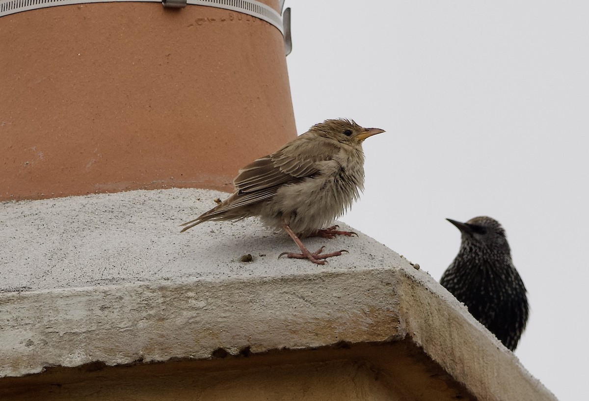 Rosy Starling - ML643472569