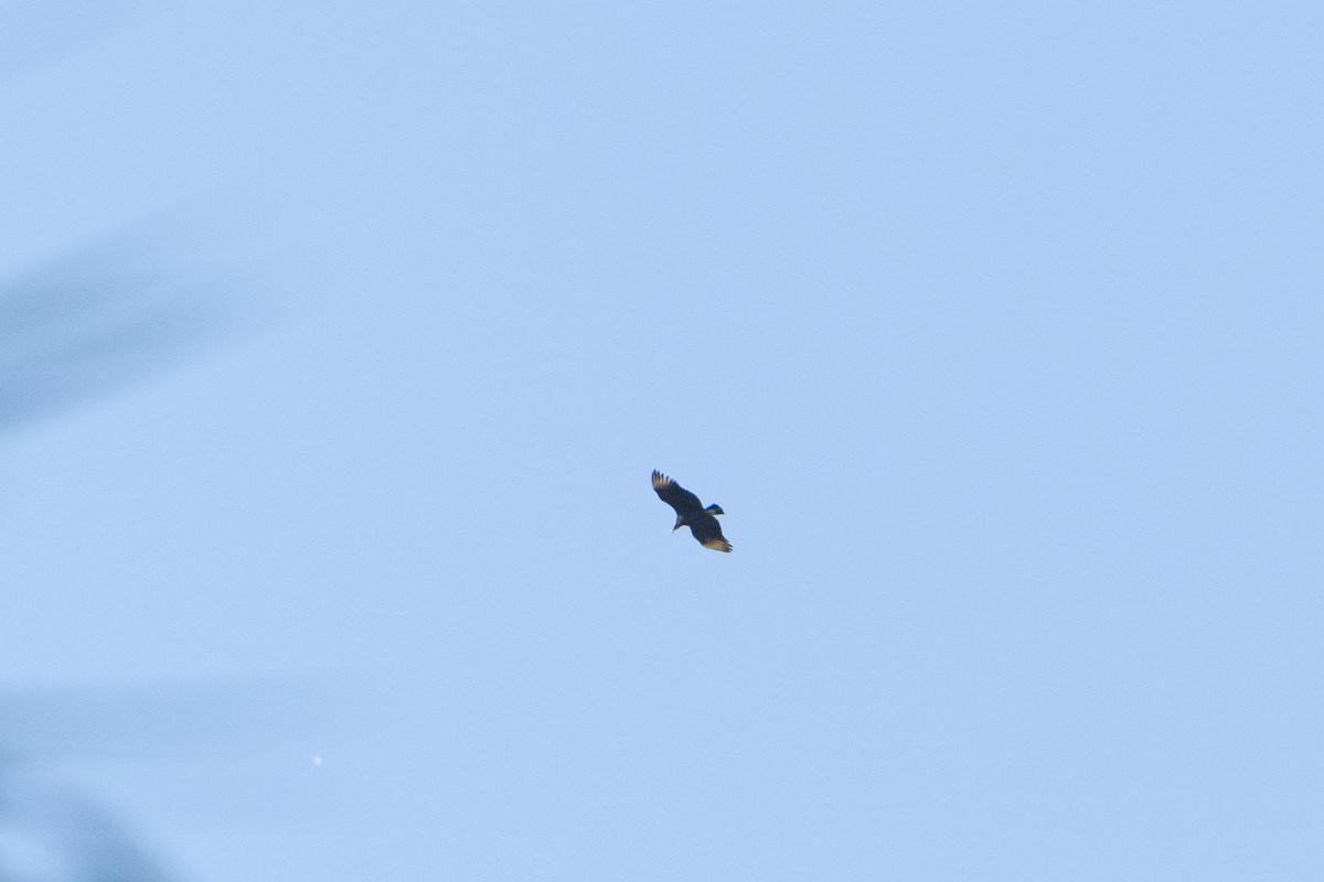 Black Vulture - ML643472570