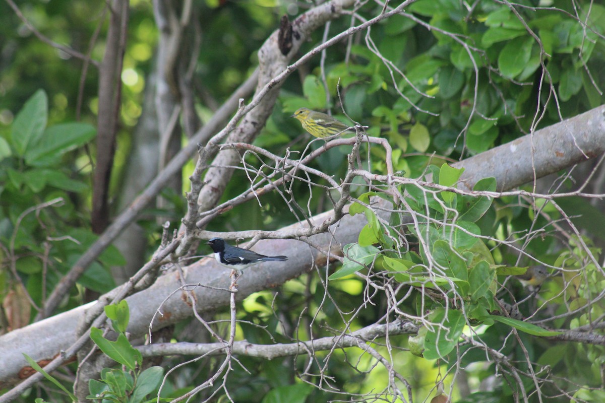 Black-throated Blue Warbler - ML643472572