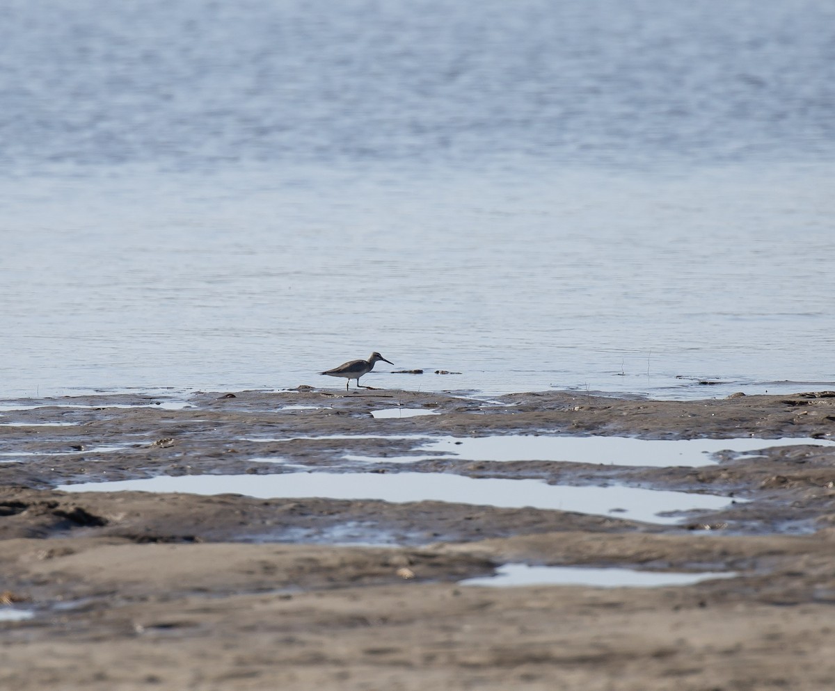 Gray-tailed Tattler - ML643472582