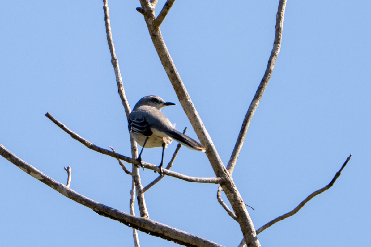 Tropical Mockingbird - ML643472583
