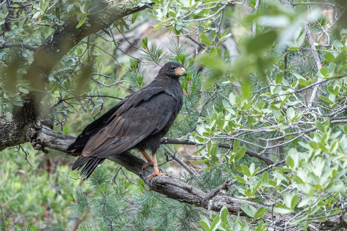 Common Black Hawk - ML643472584