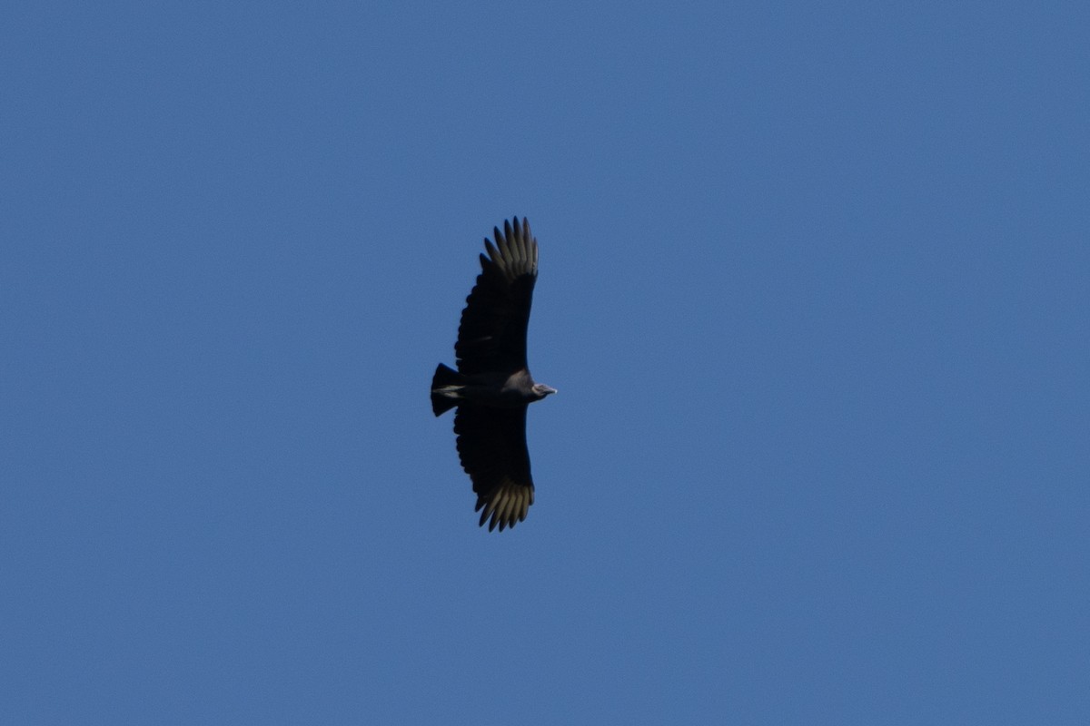 Black Vulture - ML643472589