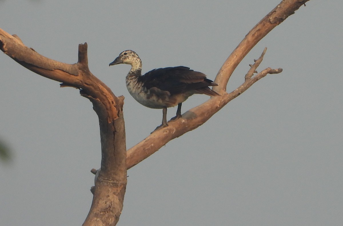 Knob-billed Duck - ML643472627