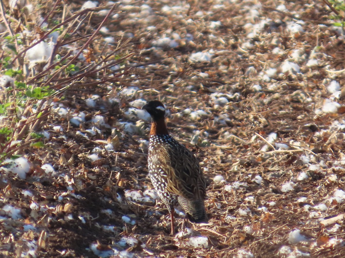 Black Francolin - ML643472648