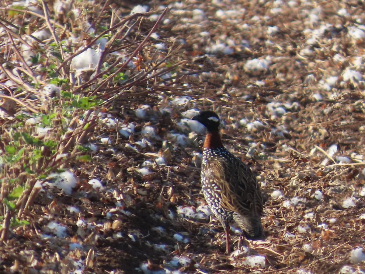Black Francolin - ML643472649