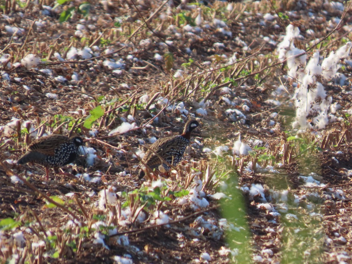 Black Francolin - ML643472650
