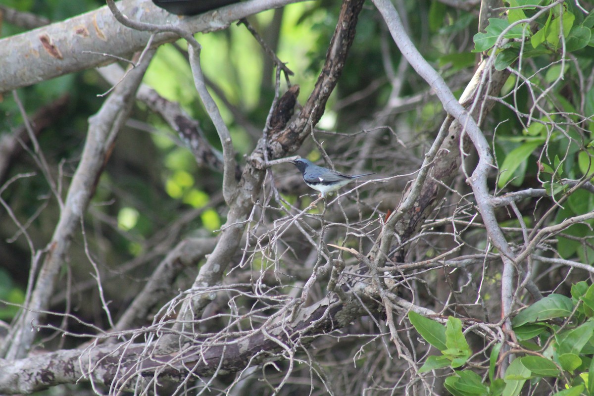 Black-throated Blue Warbler - ML643472666