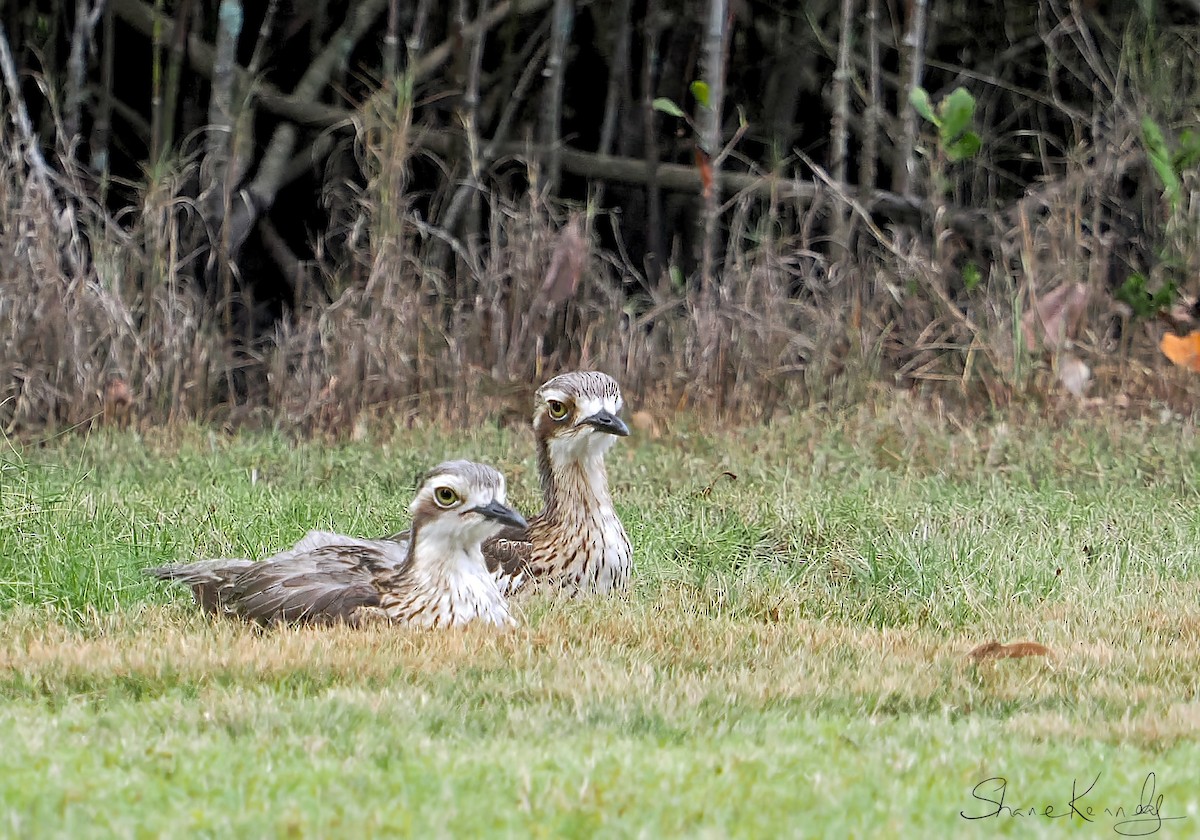 Bush Thick-knee - ML643472702