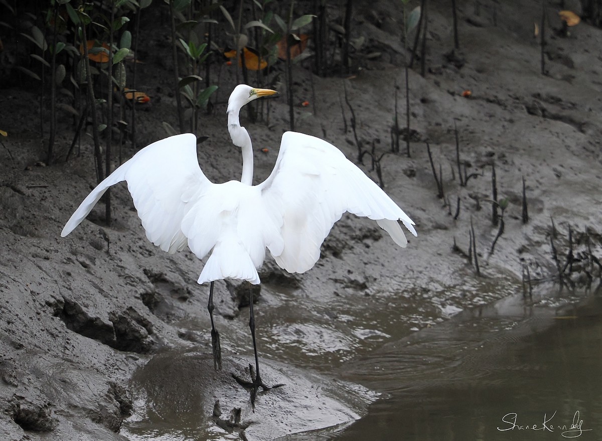 Great Egret - ML643472712
