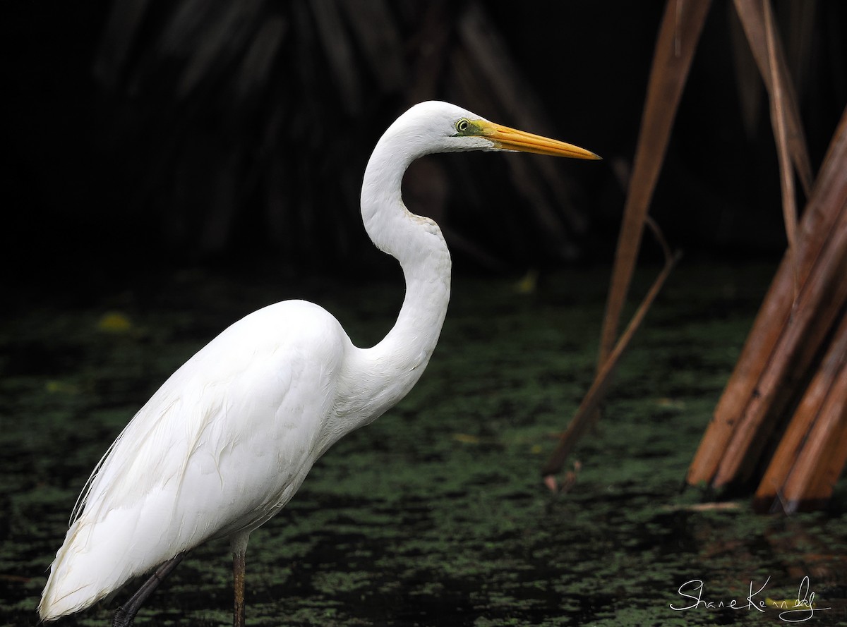 Great Egret - ML643472713