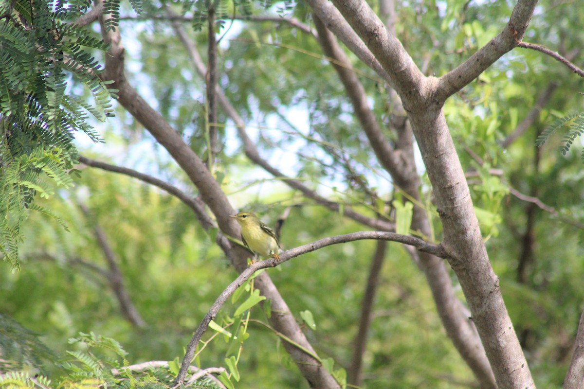 Blackpoll Warbler - ML643472724