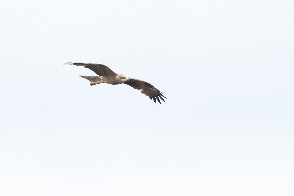 Black Kite - ML643472725