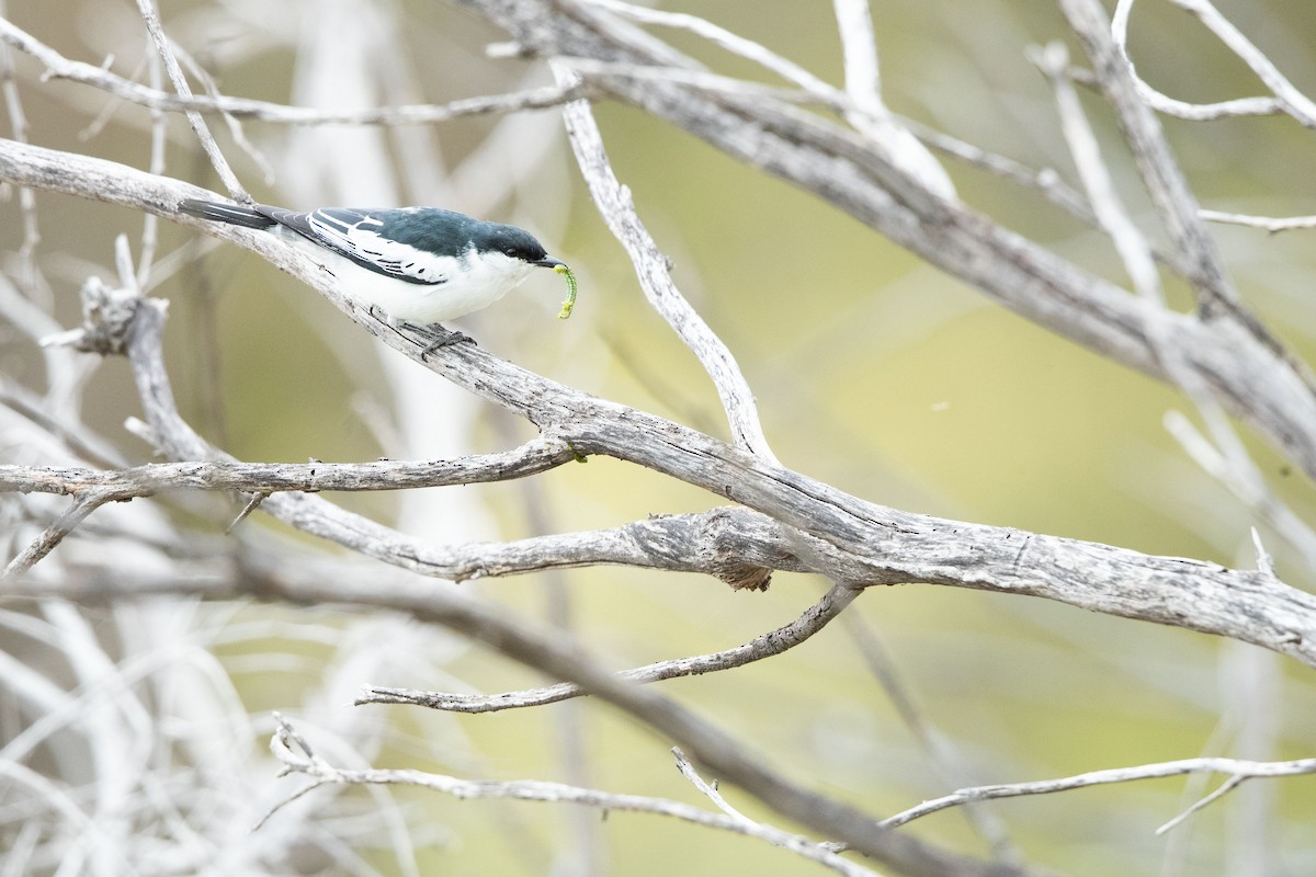 White-winged Triller - ML643472727