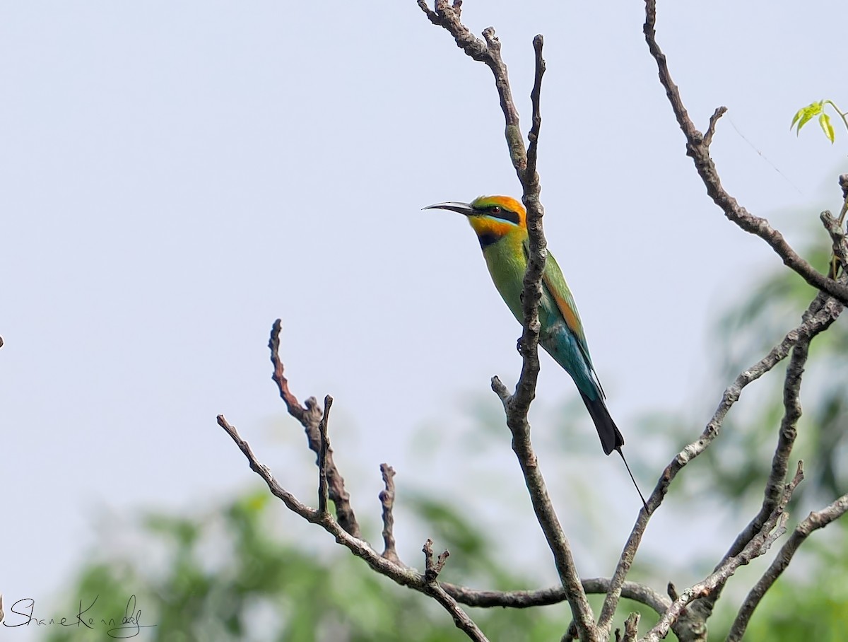 Rainbow Bee-eater - ML643472735