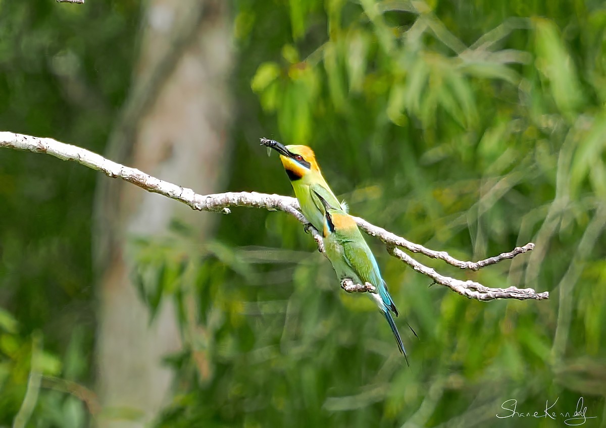 Rainbow Bee-eater - ML643472736