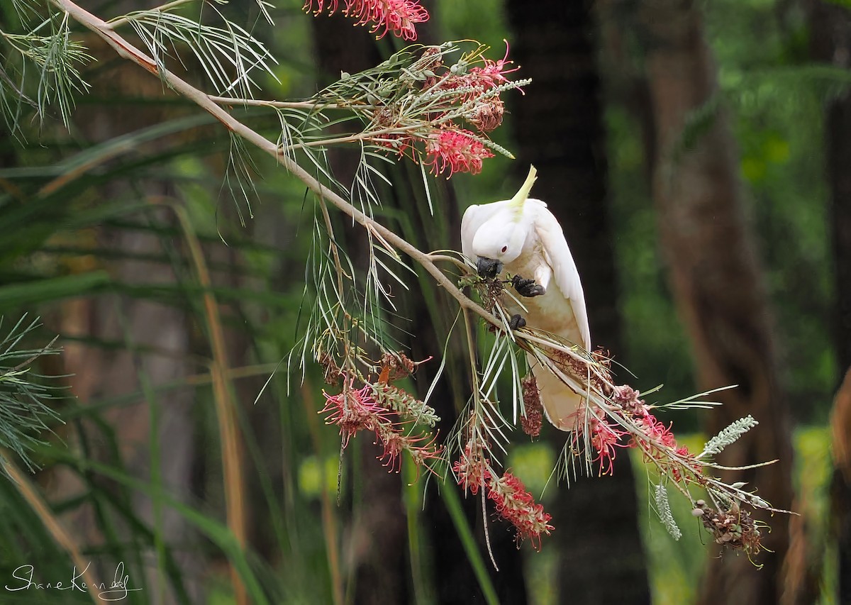 Sulphur-crested Cockatoo - ML643472758