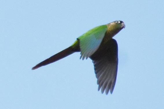 Maroon-bellied Parakeet - ML643472759