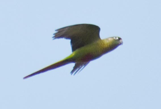 Maroon-bellied Parakeet - ML643472762
