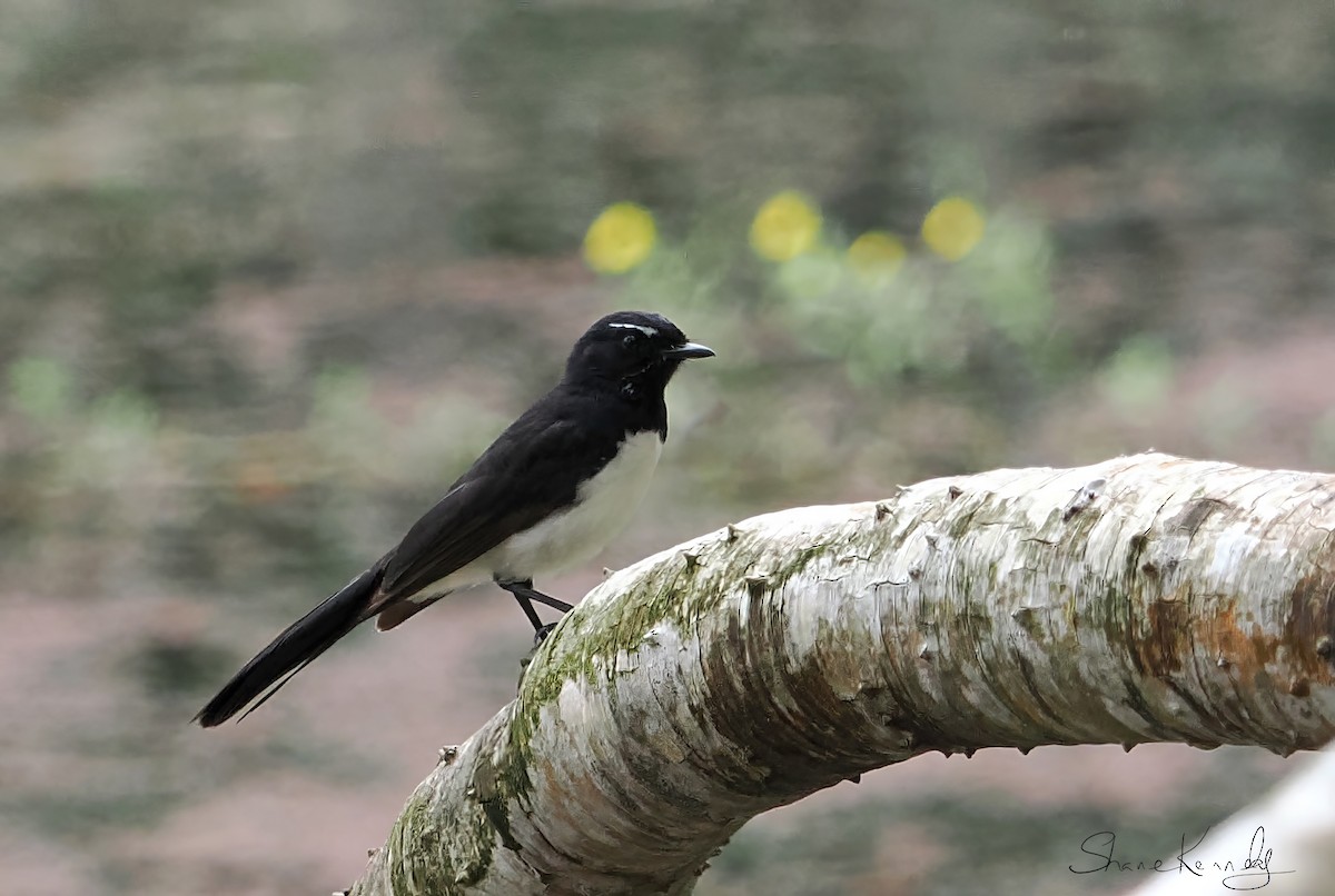 Willie-wagtail - ML643472766