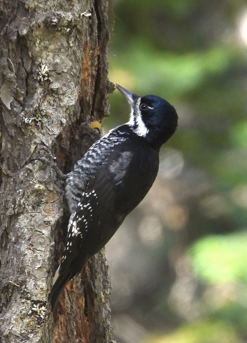 Black-backed Woodpecker - ML643472776