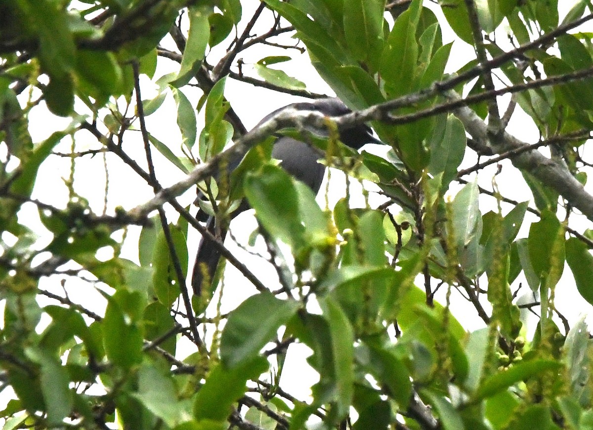 Lined Forest-Falcon - ML643472779