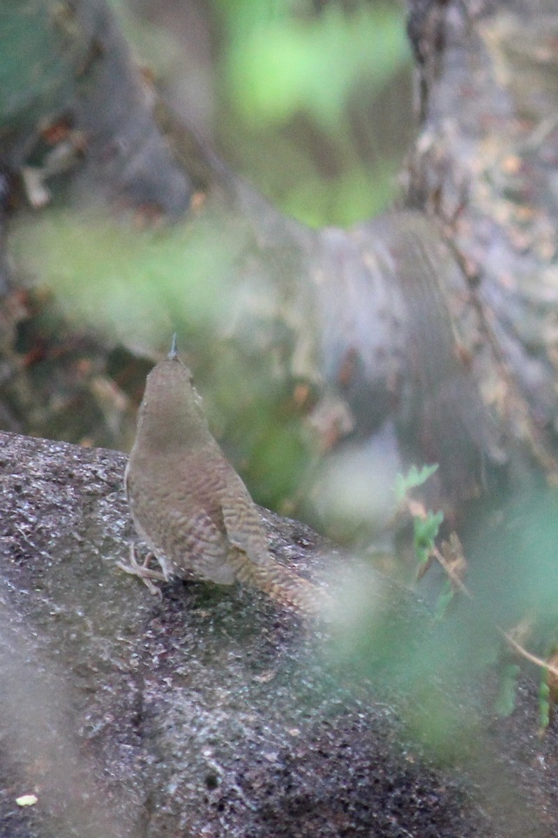 Northern House Wren - ML643472780