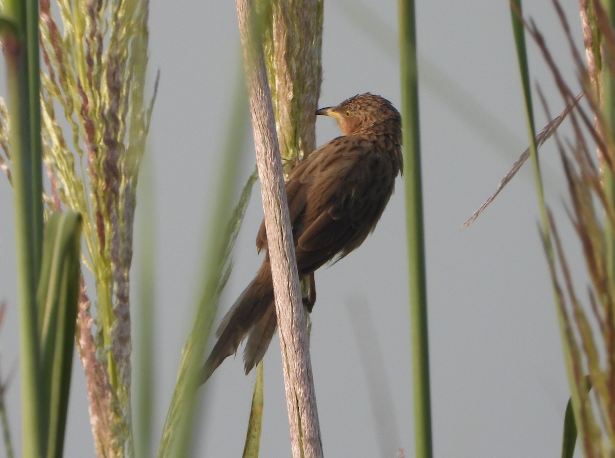 Кратеропа смугастоголова - ML643472785