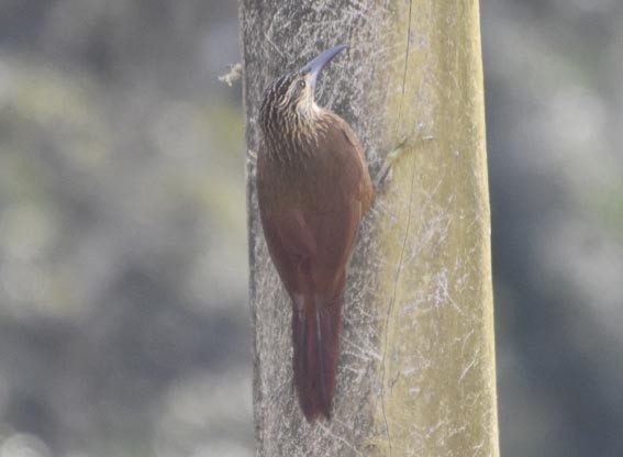 White-throated Woodcreeper - ML643472789