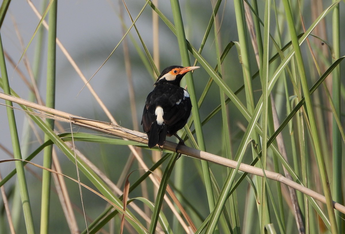 Indian Pied Starling - ML643472791