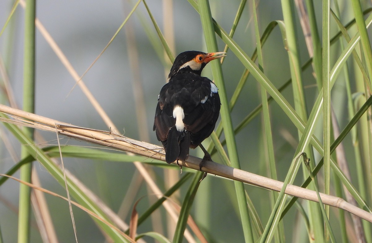 Indian Pied Starling - ML643472792