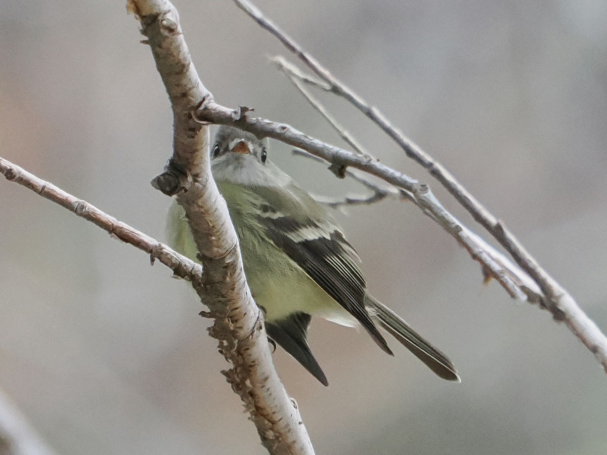 Hammond's Flycatcher - ML643472802