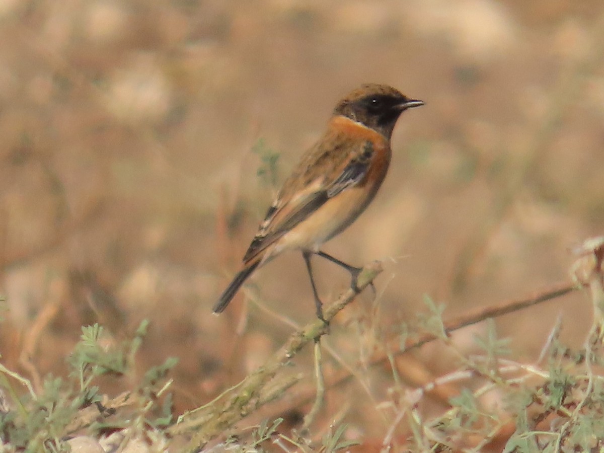 Siberian Stonechat - ML643472809
