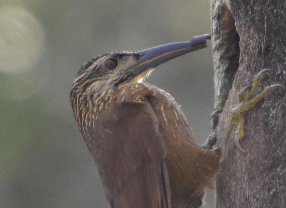 White-throated Woodcreeper - ML643472815